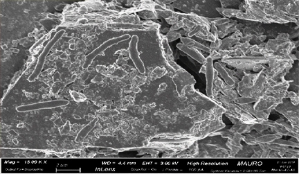 Geophysical Monitoring at Laboratory Scale of Aerobic Degradation of Diesel Oil